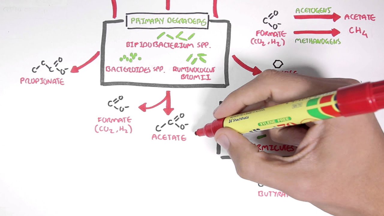 Starch Fermentation In the Digestive Tract