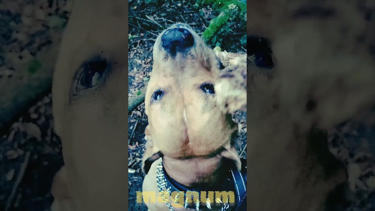 AMSTAFF grognement #magnum #puissance #agilit&eacute; #goat #force #souplesse #machoire