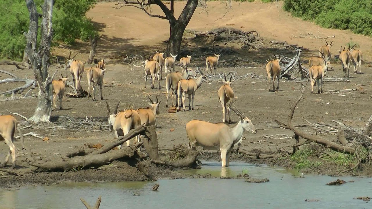 SOUTH AFRICA common eland