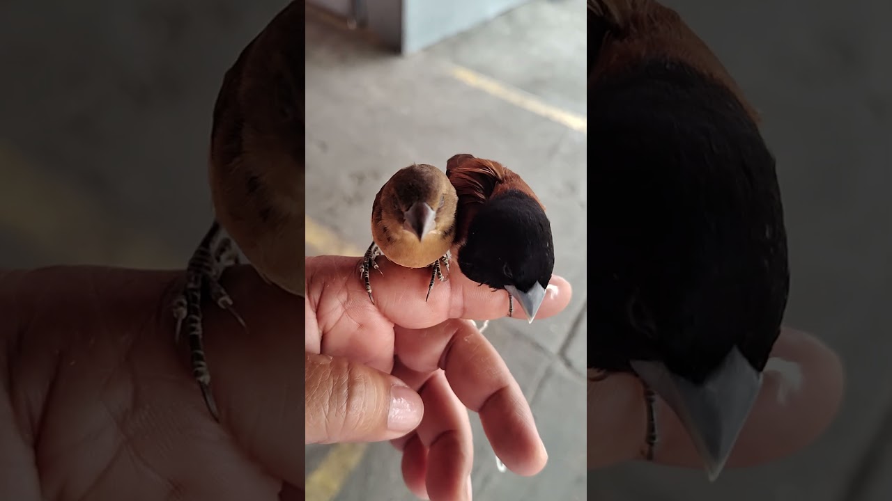 Bengal&iacute; ave hermosa