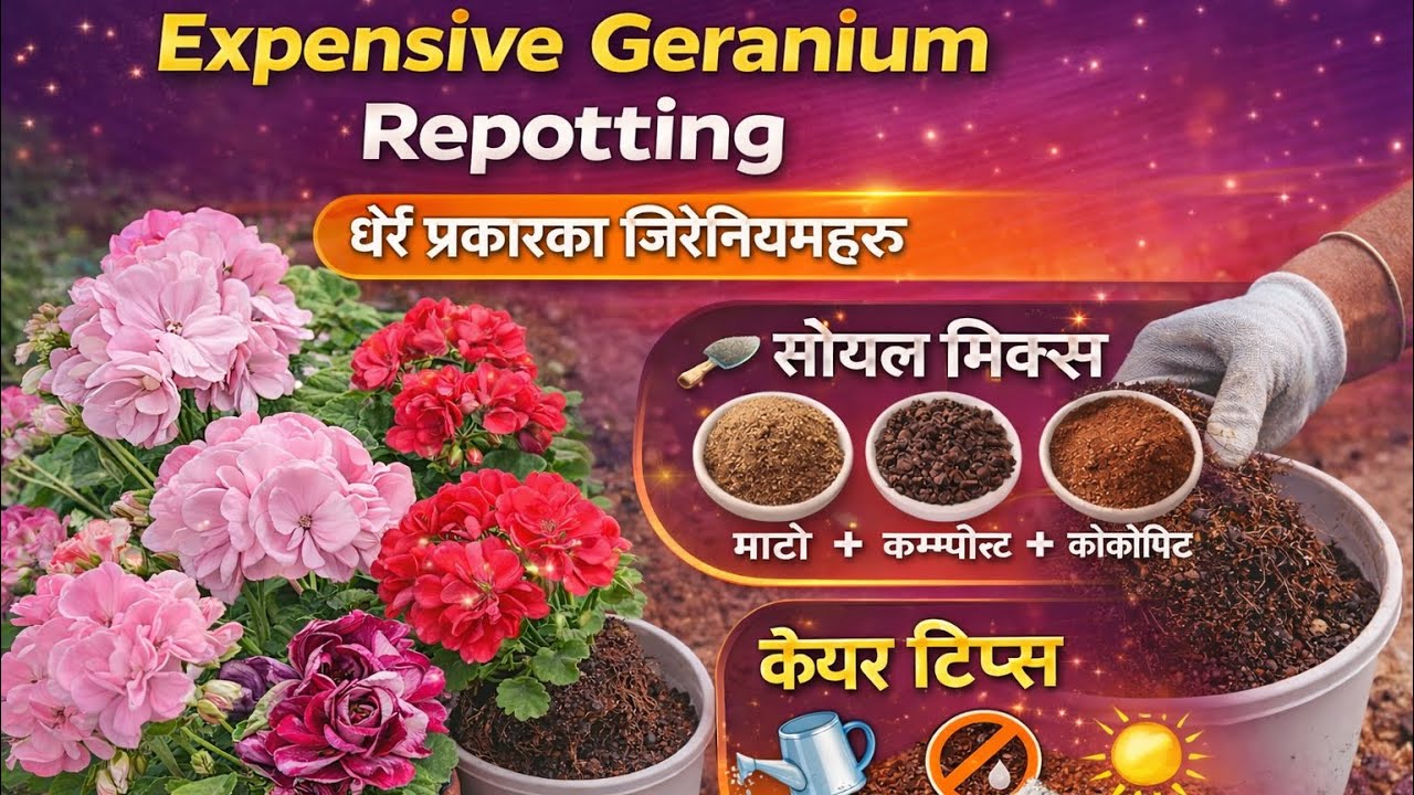 New Variety and Expensive Geranium Added to My Garden | Care and Repotting tips