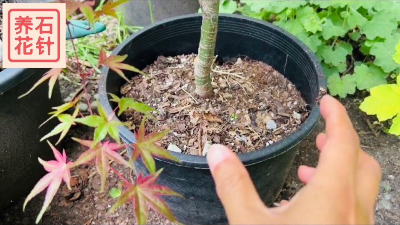 盆栽日本枫树的盆栽土 - 借着换盆的机会看看根