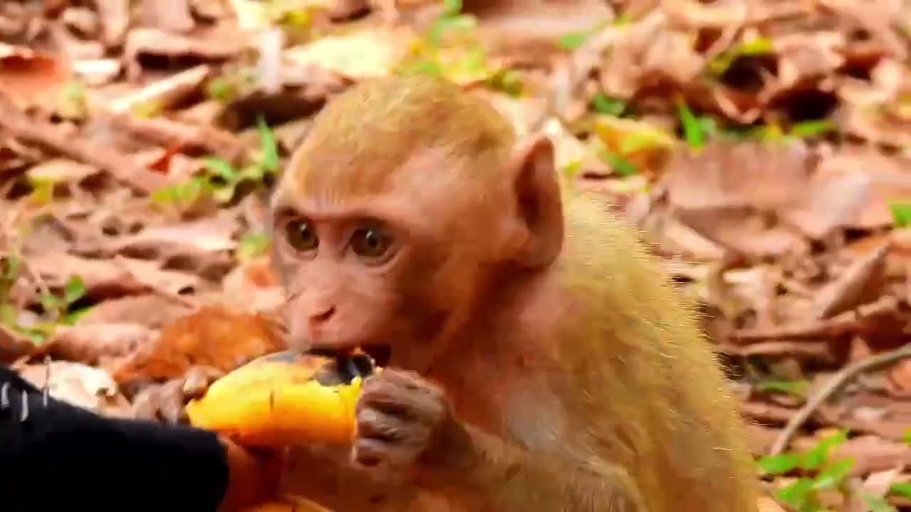 Monkey Grab In Cambodia Good All Monkeys In Khmer 