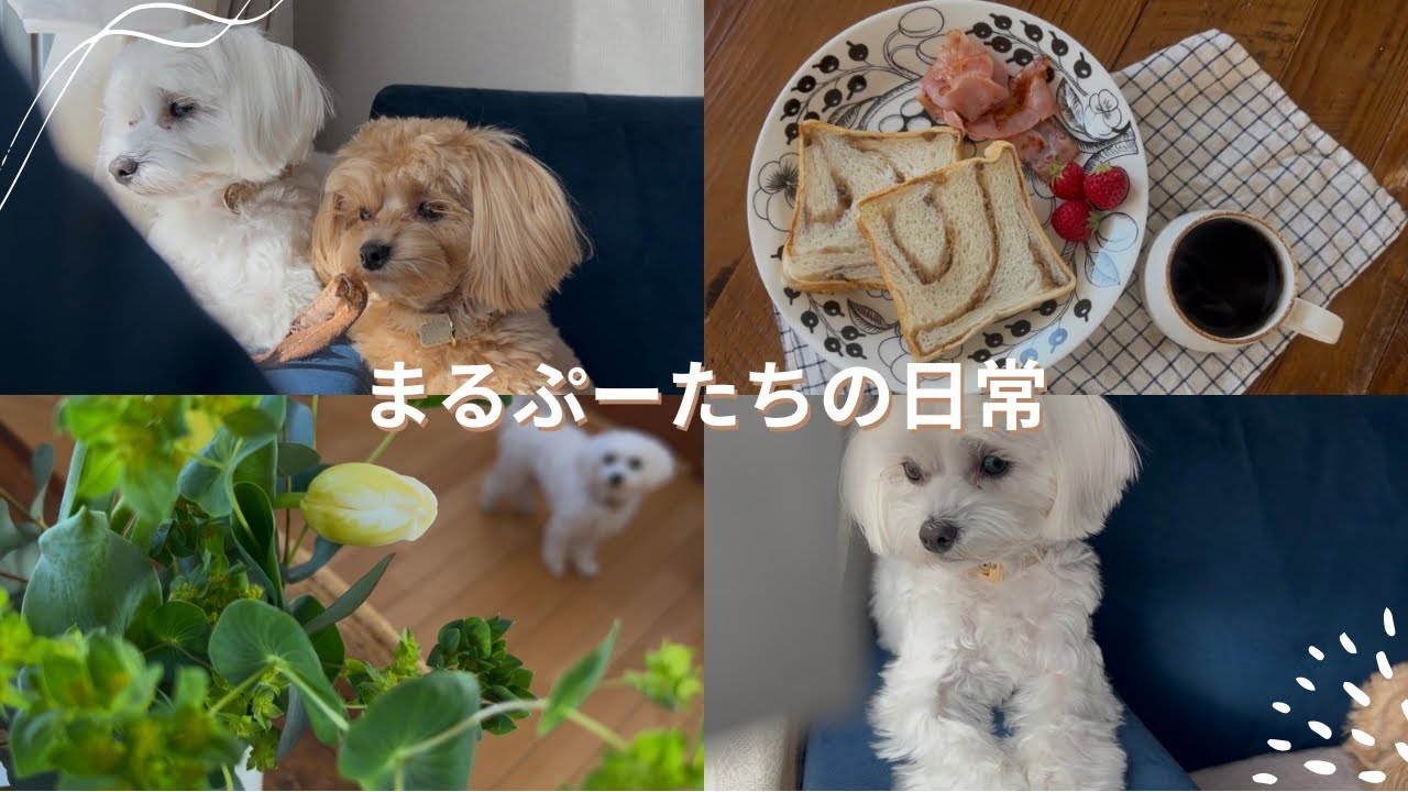 春が待ち遠しい🌷マルプーたちとの日常【成犬】【多頭飼い】【朝ごはん】【ベーグル】
