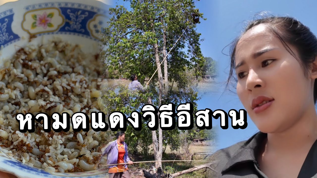 วิถีชีวิตคนดอย ep.955 ว้าวได้วิธีหามดแดงง่ายๆต่อไปไม่กลัวแล้ว??