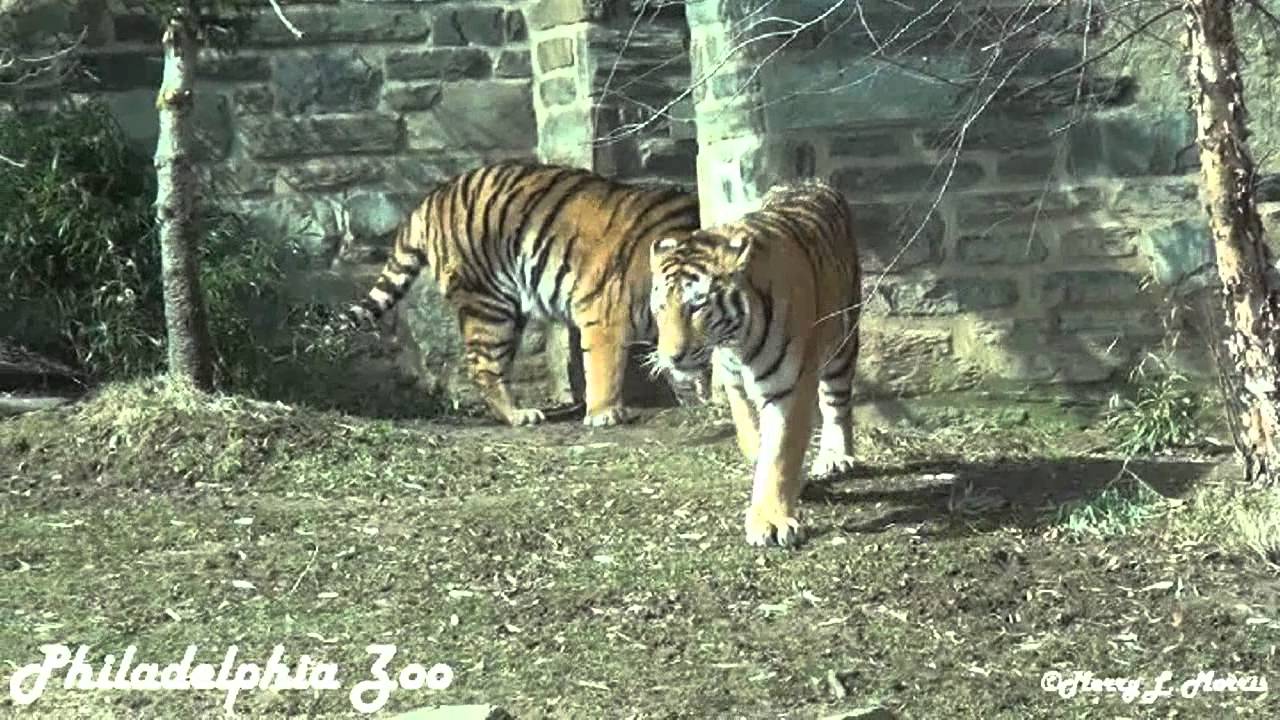 Philadelphia Zoo Tiger Twins Debut