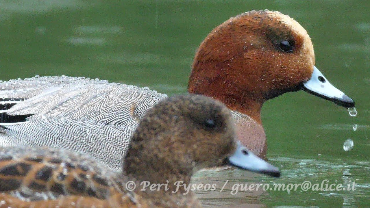 Fischioni di novembre (Anas penelope)
