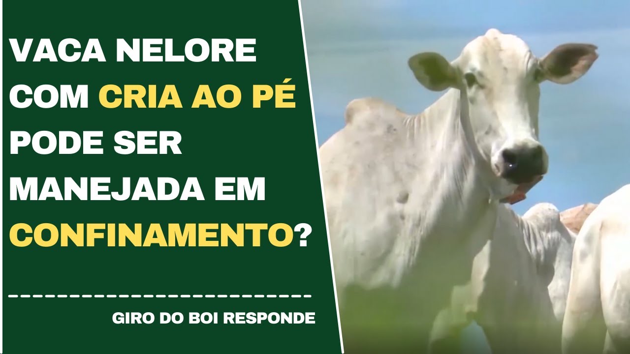 VACA NELORE COM CRIA AO P&Eacute; PODE SER MANEJADA EM CONFINAMENTO?
