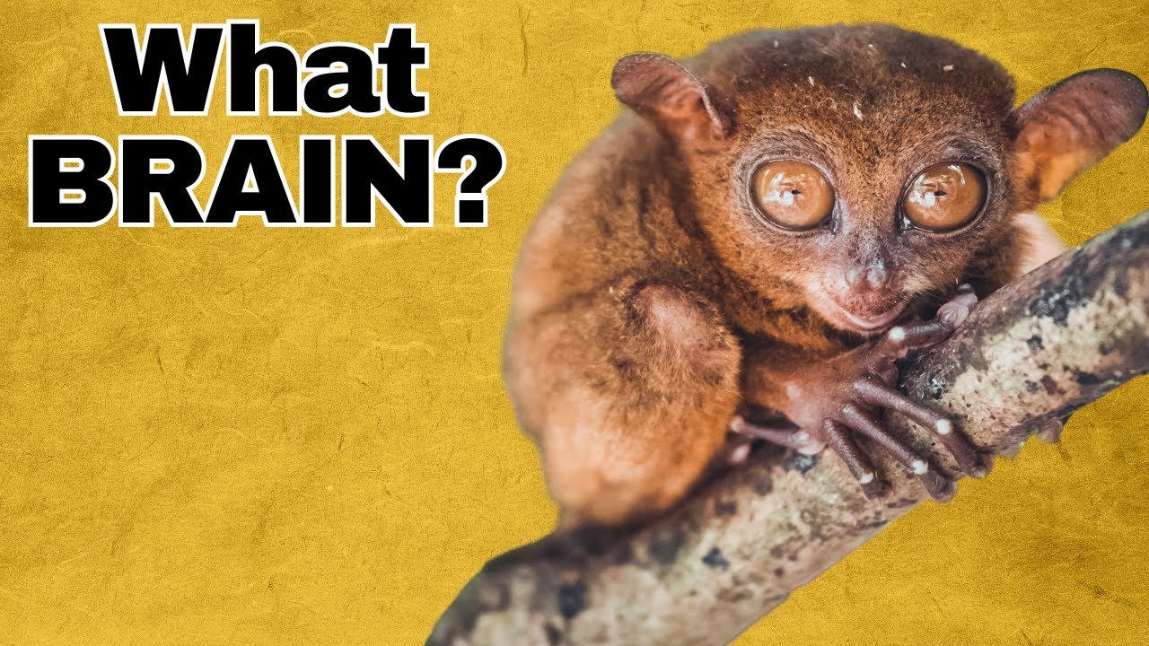 Why it sucks to be a tarsier