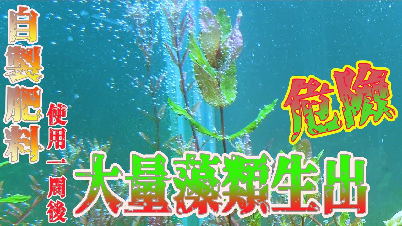 #水草藻類篇4~肥料一周後藻類爆滿整缸 洗完整桶水變綠色  輕輕噴噴黑毛藻死光光~After one week of DIY fertilizer use ~ Algae explosion