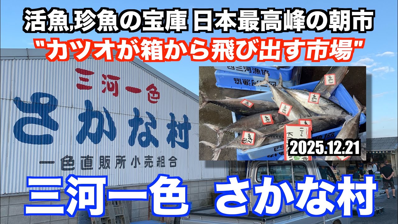 【三河一色さかな村 カツオが箱から飛び出す市場 活魚,珍魚の宝庫 日本最高峰の朝市】あばお 海鮮ちゃんねる #447 2025.12.21