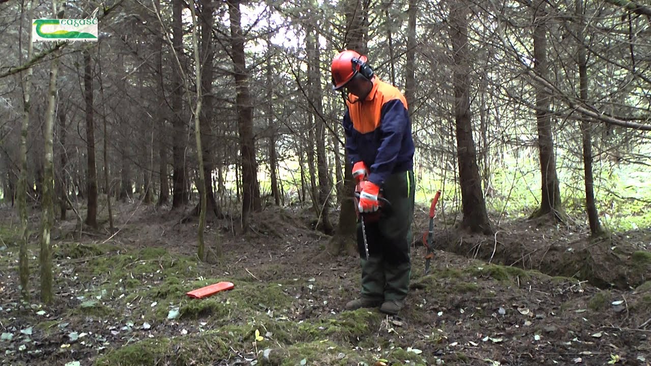 The importance of inspection paths in conifer forests