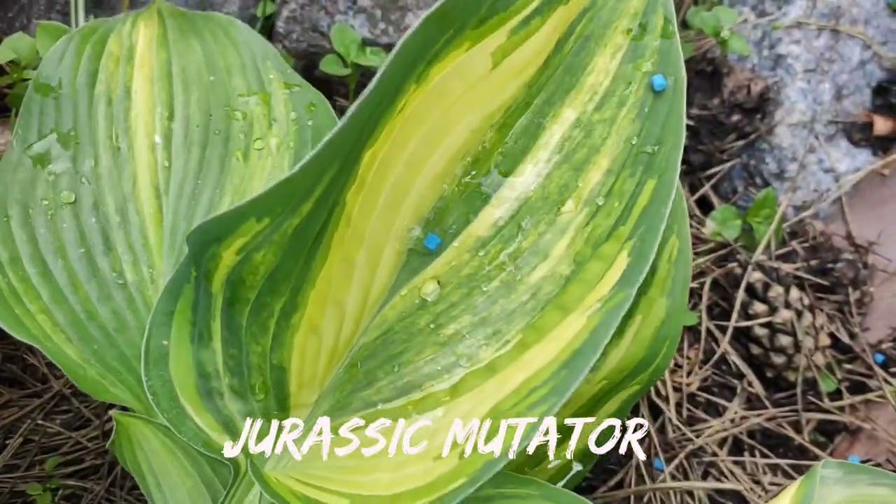 Редкий коллекционный сорт хосты Jurassic Mutator#hosta #сорта #коллекция #хоста