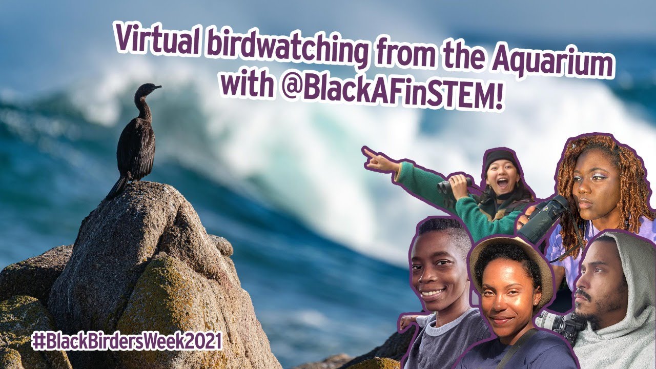 Virtual Birdwatching from the Aquarium with @BlackAFinSTEM for #BlackBirdersWeek!