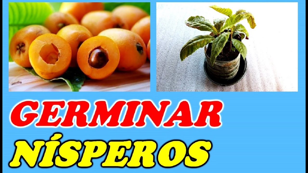 Germinar Nísperos - Cultivar Nísperos - MUY FÁCIL - Propiedades y Beneficios // Todo Huerta y Jardín