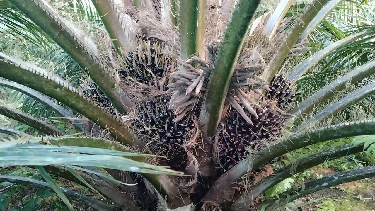 kebun sawit unggul PPKS DxP 239 jarak tanam 9mx9m