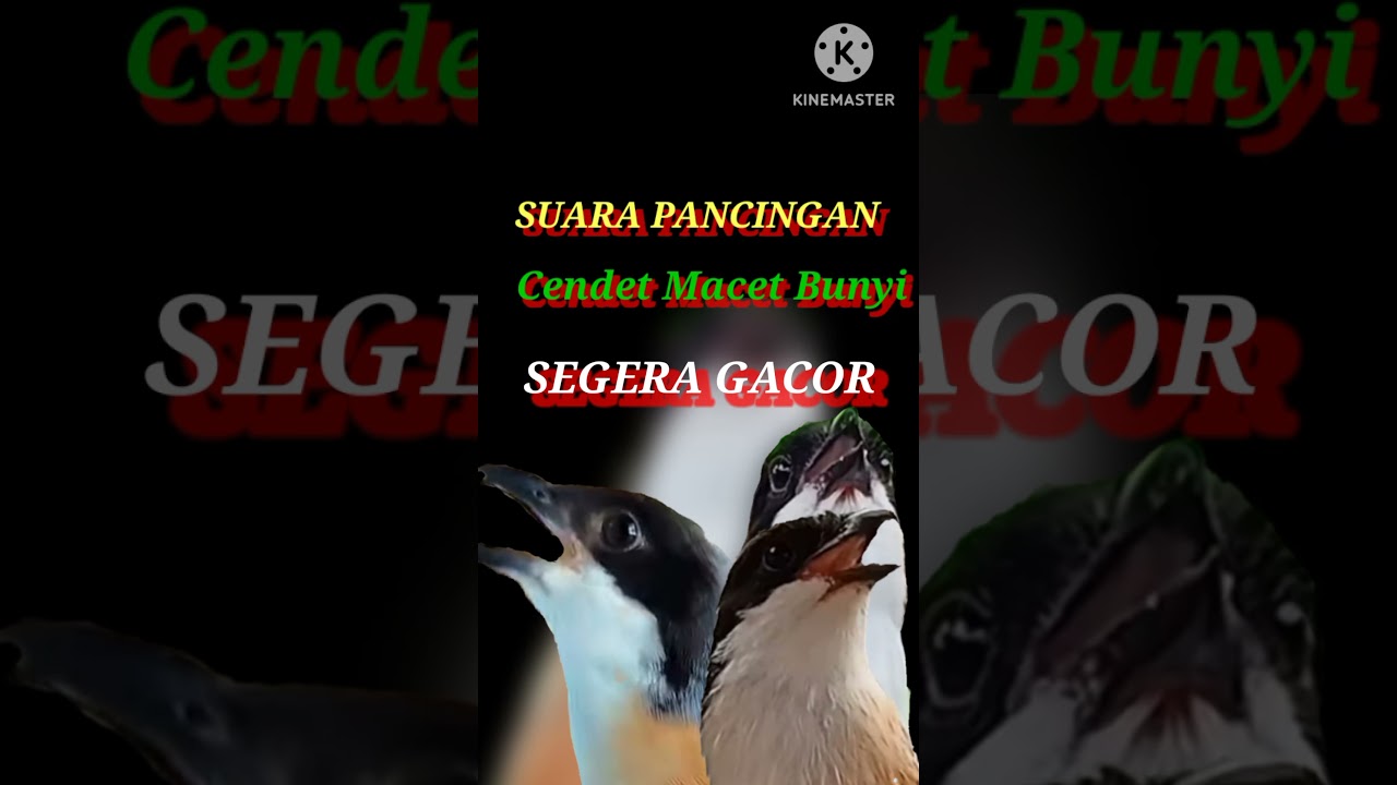#viral #tranding suara pancingan CENDET MACET BUNYI segera GACOR #cendet #pentet #berandayoutube
