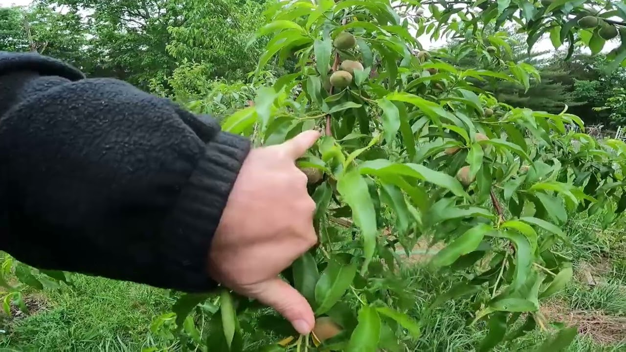 if you have peach trees do this now #peaches #spring #excessive #fruit #removal