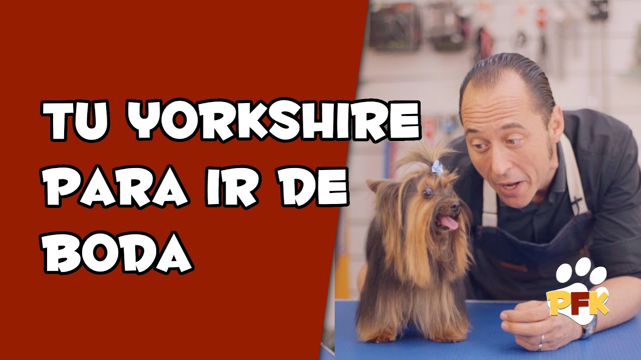 YORKSHIRE TERRIER, CÓMO CORTAR EL PELO  - PETS FAMILY KIDS