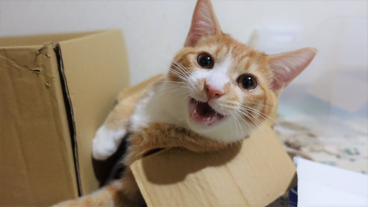 ゲリラ雷雨が怖くておしゃべりが止まらなくなってしまった子猫【保護子猫】