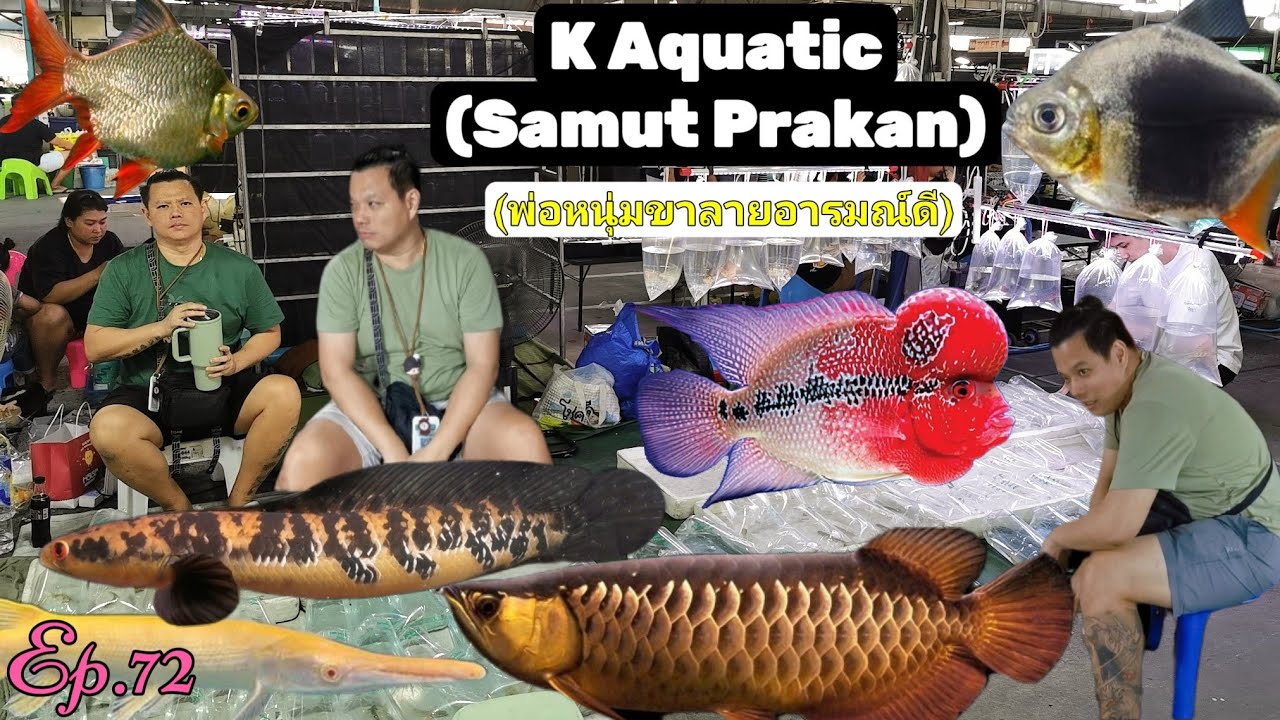 K Aquatic​ (Samut​ Prakan)​ปลาแปลก​สวยงาม​🐟Ep.72