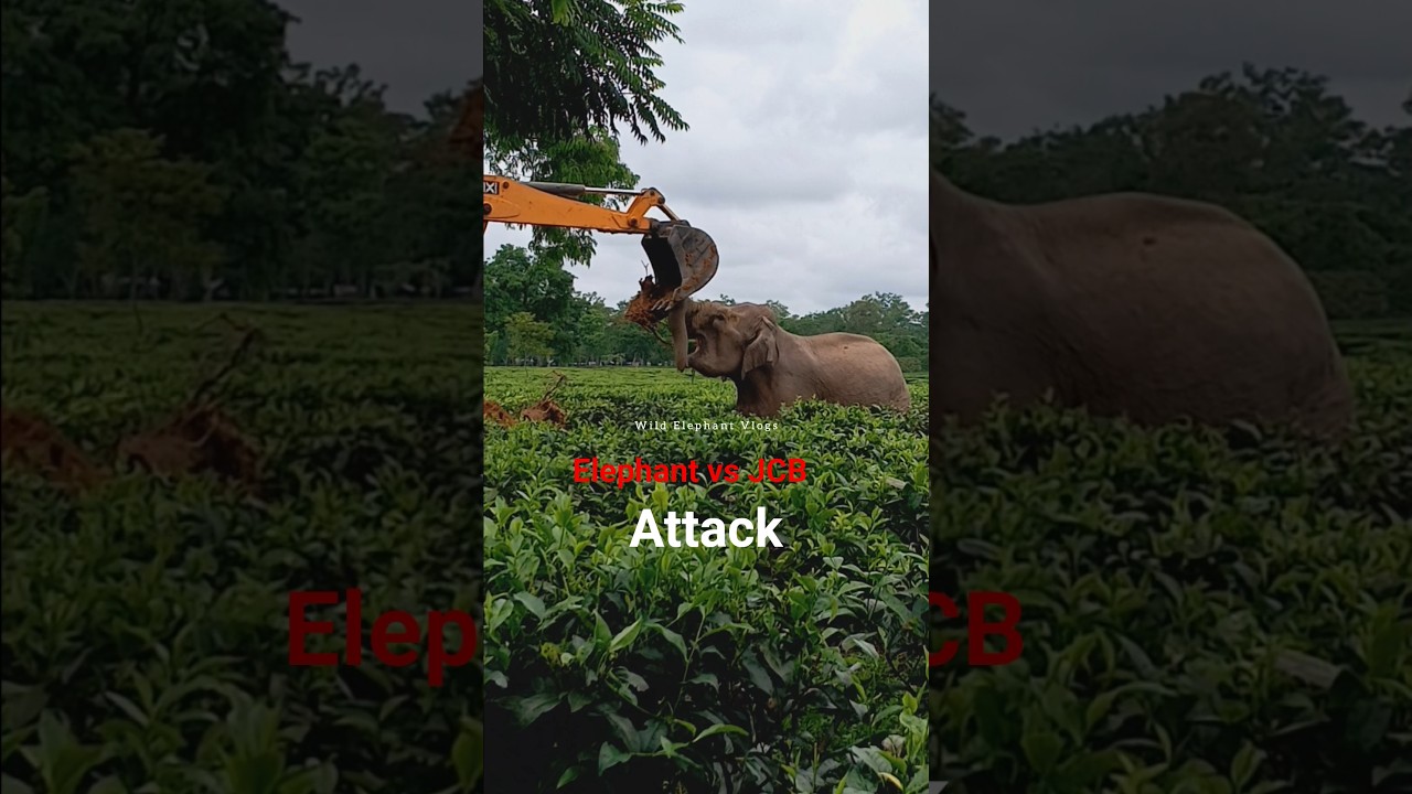 Elephant vs JCB Attack In Tea Garden.