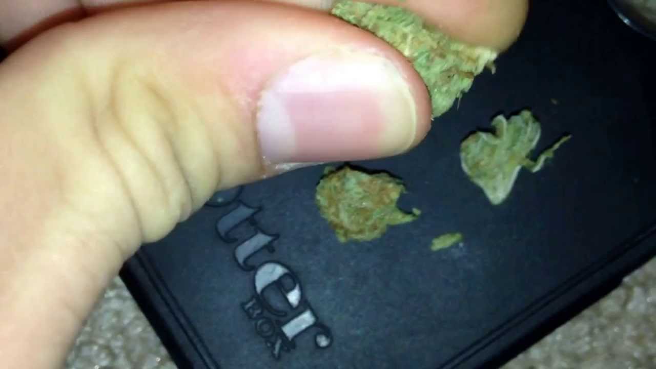 Lemonade Kush