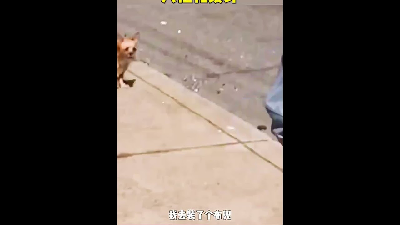 Doggie pants - $21.99 #design #invention #technology #shorts #funny # #dance
