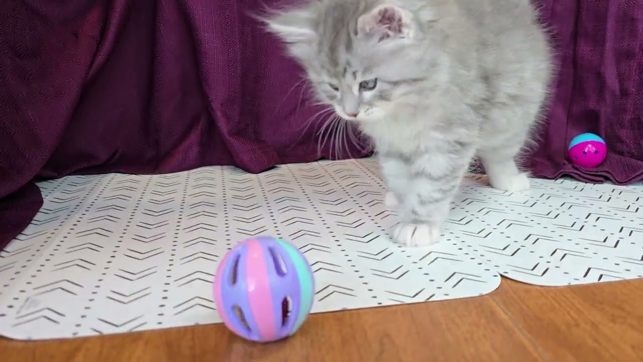 Roscoe 6 Weeks - LeGrand Siberians
