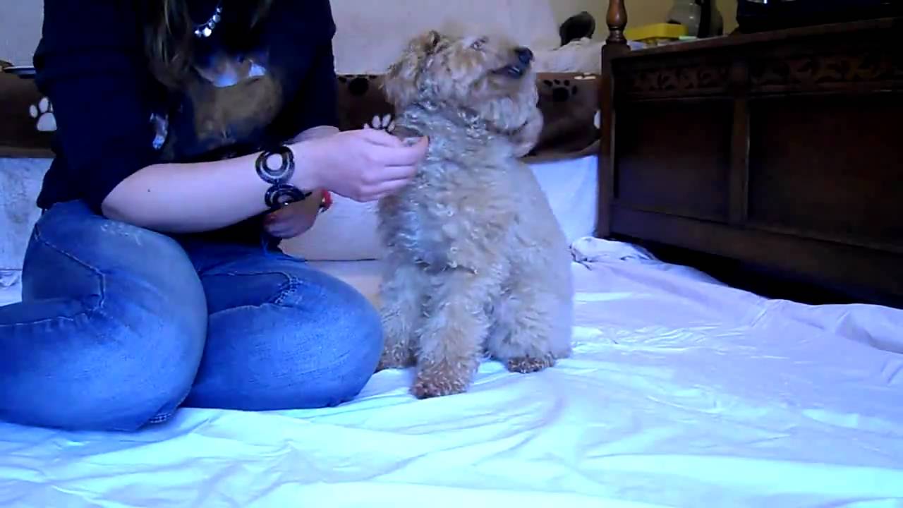 Eye Cleaning on a Difficult Dog