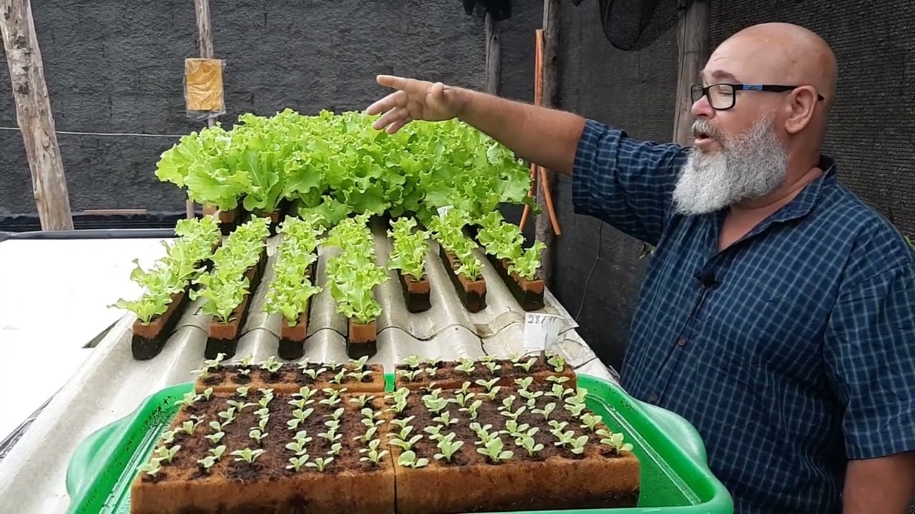 Alface, da germina&ccedil;&atilde;o a colheita