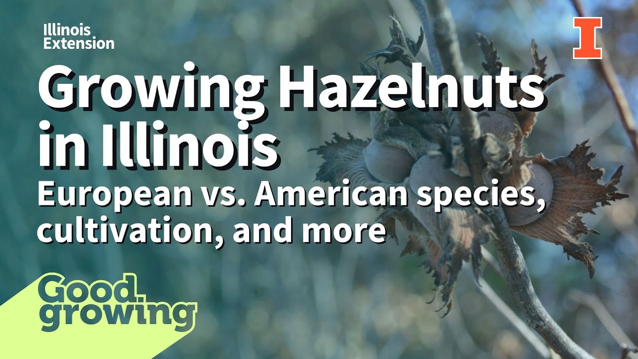 Growing Hazelnuts in Illinois | #GoodGrowing