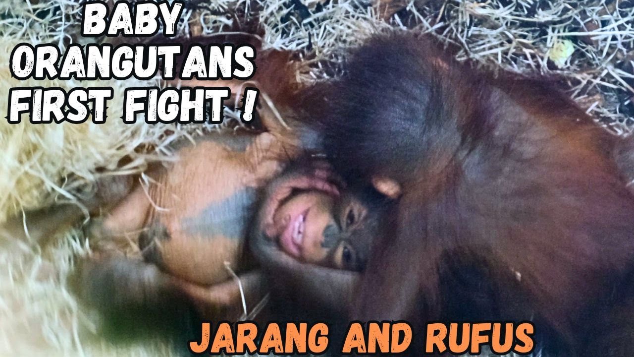 Super Cute Baby Orangutans Have Their First Fight!