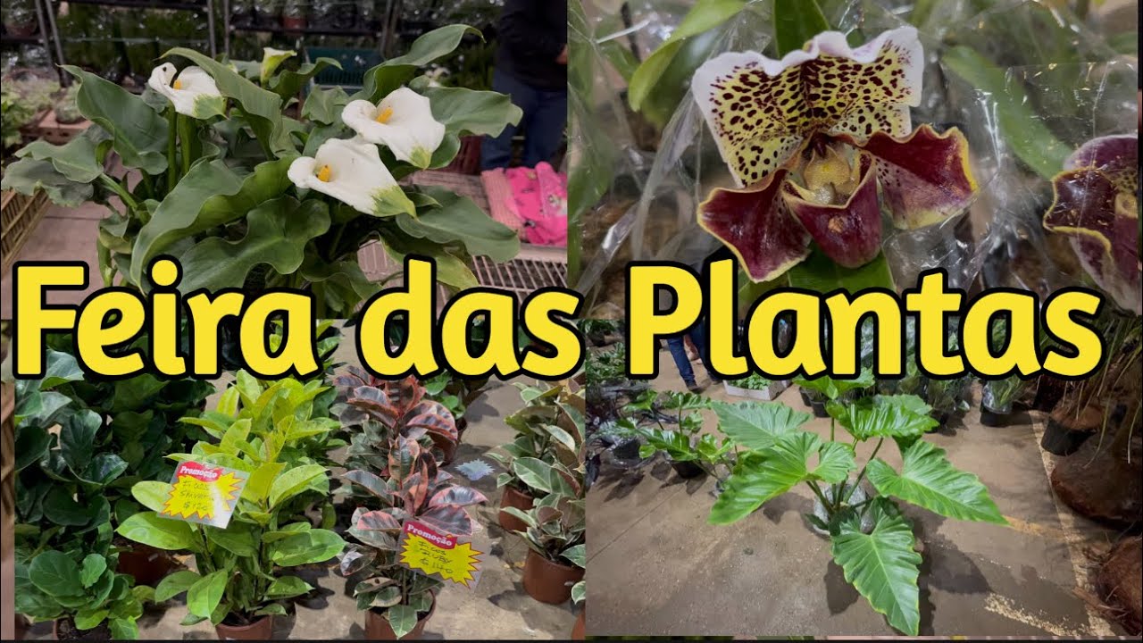 Plantas a partir R$7,00 - São Paulo