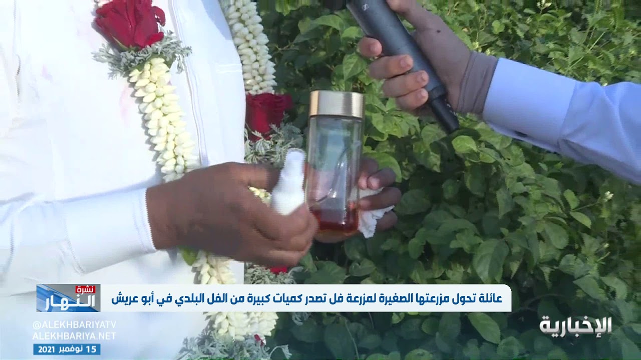عائلة تحول مزرعتها الصغيرة لمزرعة فل تصدر كميات كبيرة من الفل البلدي في أبو عريش