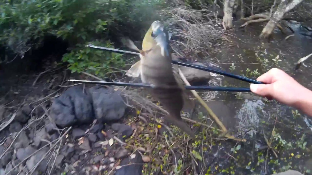 BOWFISHING PARORE IN NZ