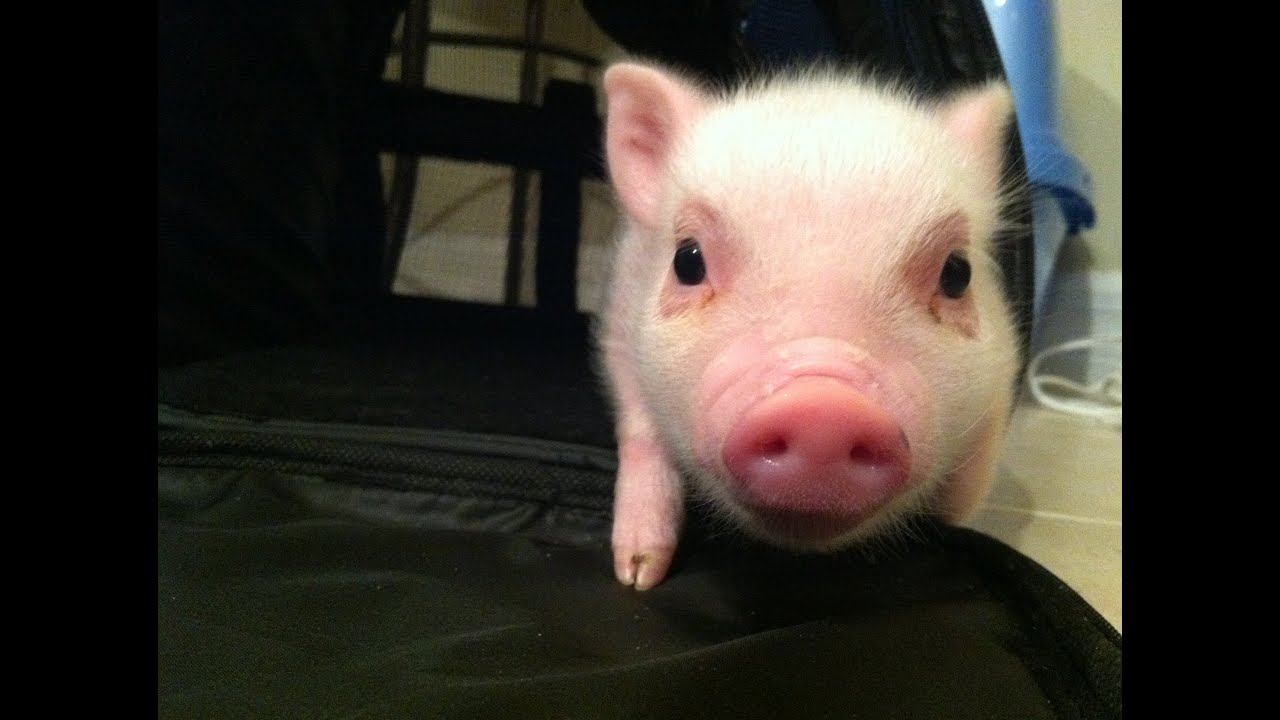 Time to Play - Chris P. Bacon