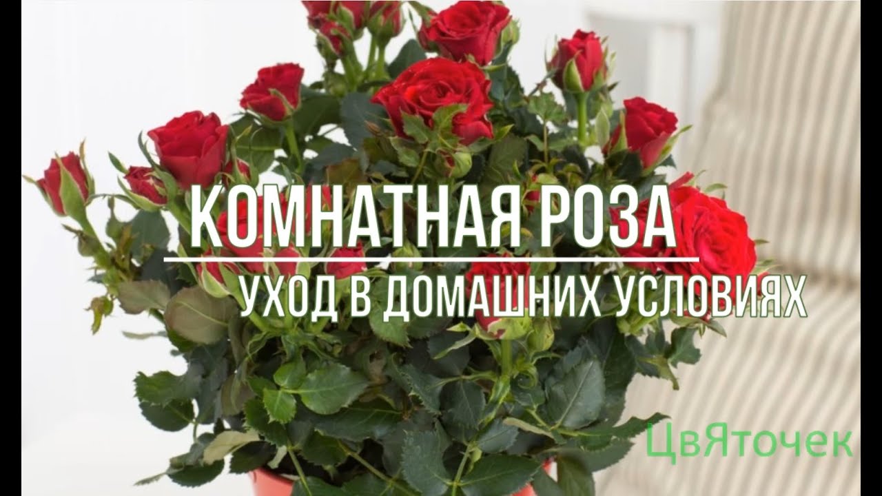 Комнатная роза уход в домашних условиях