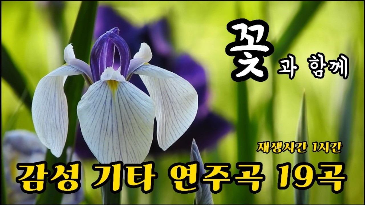 🌺 감성 기타 연주 19곡  🌺 키타 연주