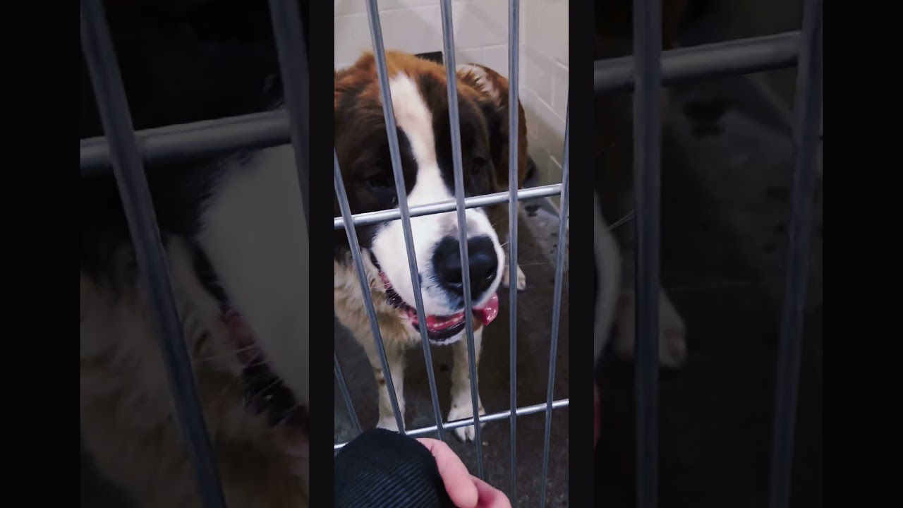 Meet this stunning St. Bernard dog, located at The Oregon Humane Society. In Salem,  Oregon. 🩵♥️🐾🐾
