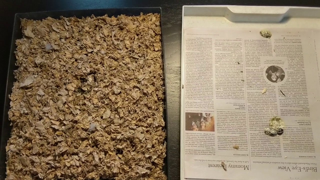 What you need to know about bird poop, AND the best bird cage liner ever!
