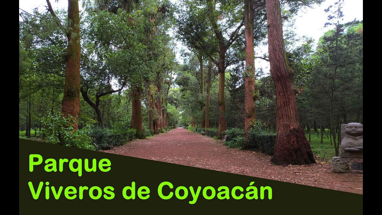 Coyoac&aacute;n. PARQUE Viveros de Coyoac&aacute;n /Pista de correr/&iquest;D&oacute;nde ir CDMX?/Recomendaciones CDMX. Bosque