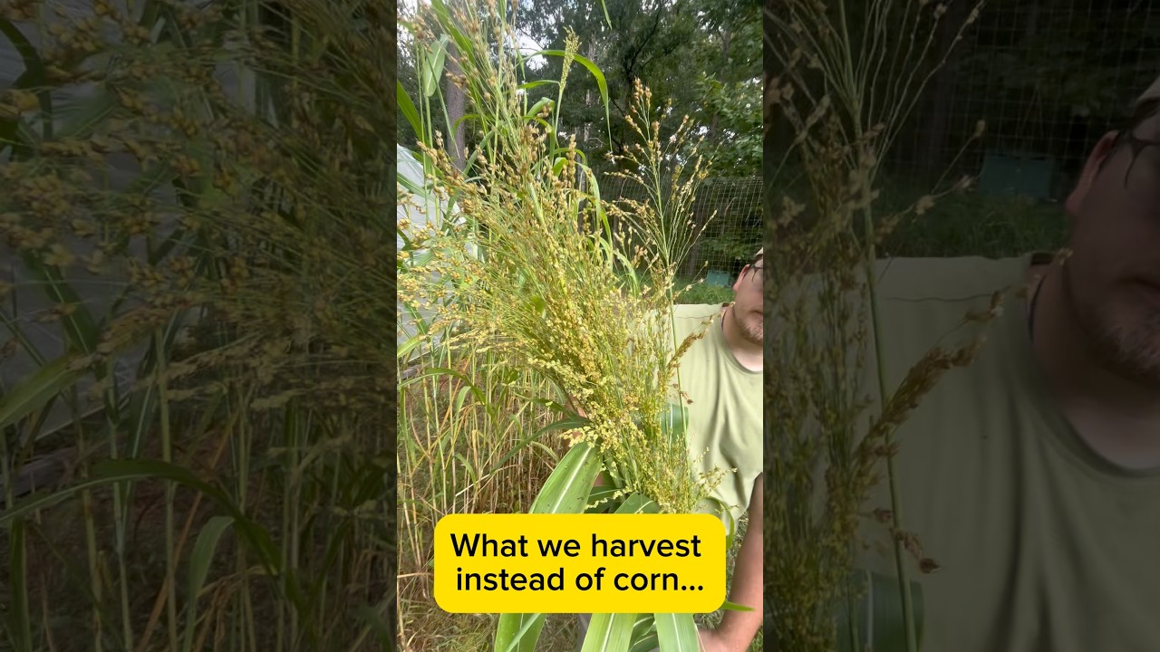 Harvesting Broom Corn by Hand | Satisfying Fall Harvest ASMR | From Field to Broom