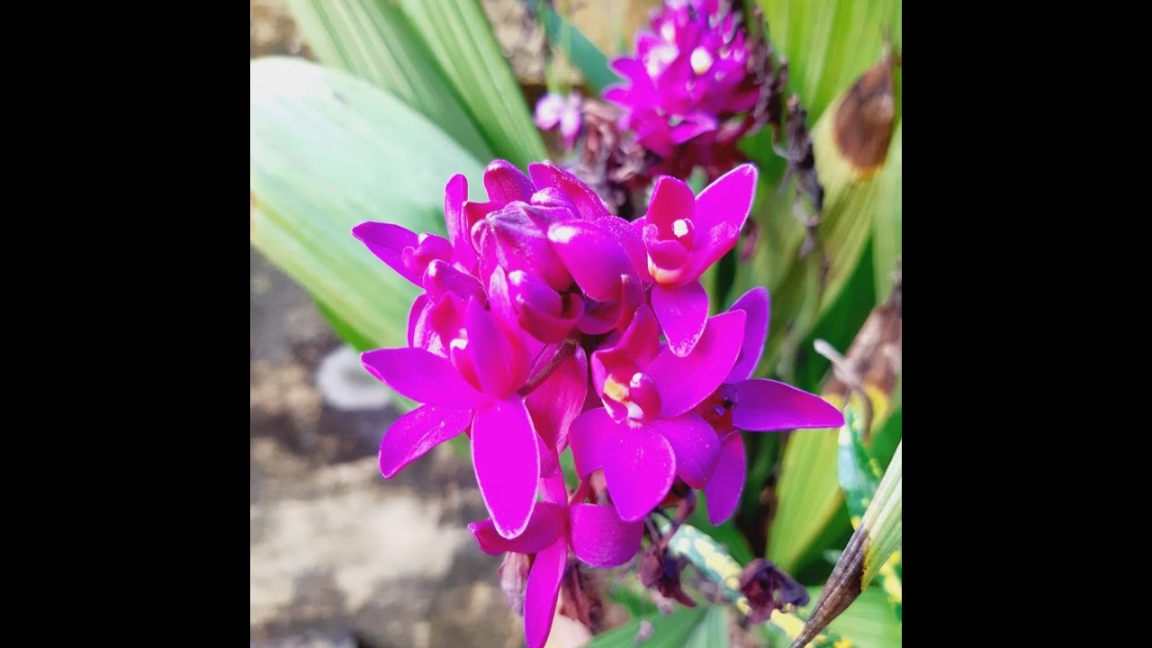@Bloom Garden | 🌸 Ground orchid purple plant care #ground orchid flower #plant