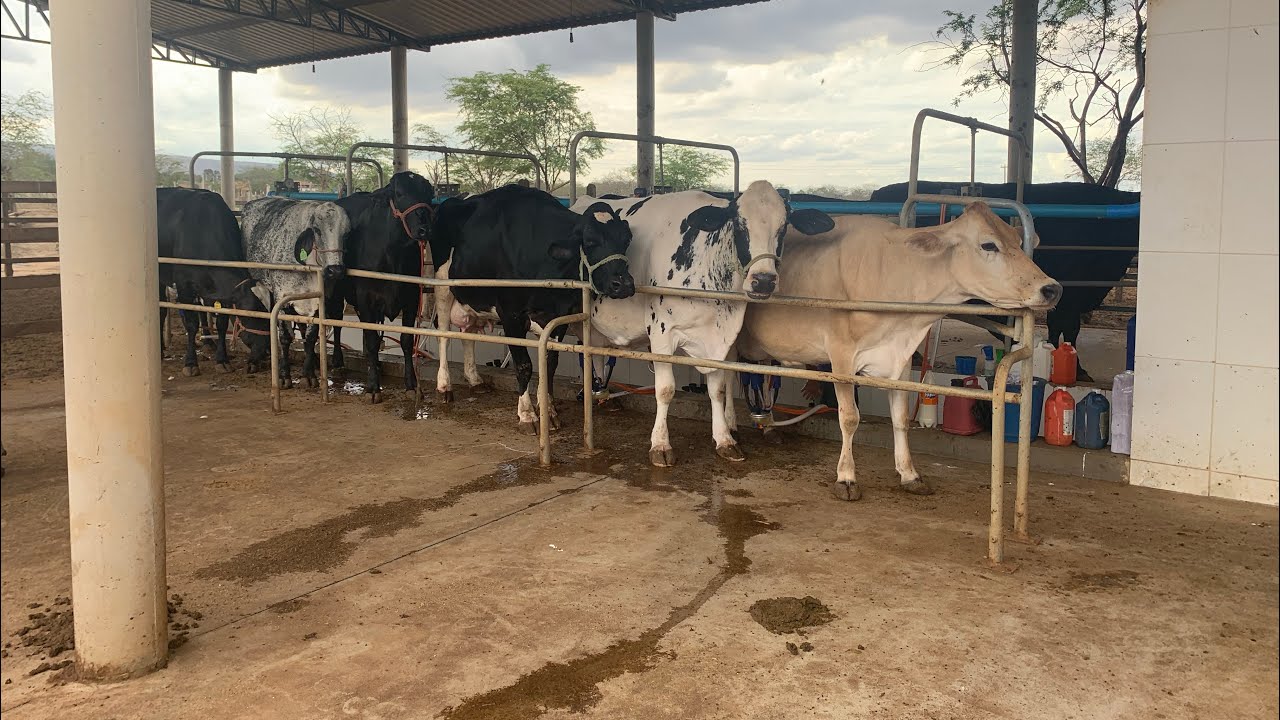 Rotina da fazenda que produz 1000 litros de leite por dia no interior de Pernambuco 🥛🐂🌳