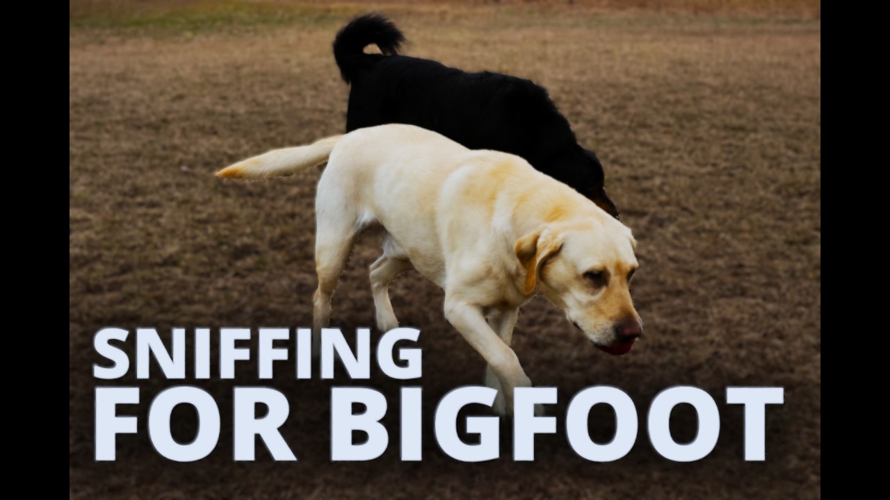 Trail talk with dogs,What they can get into .