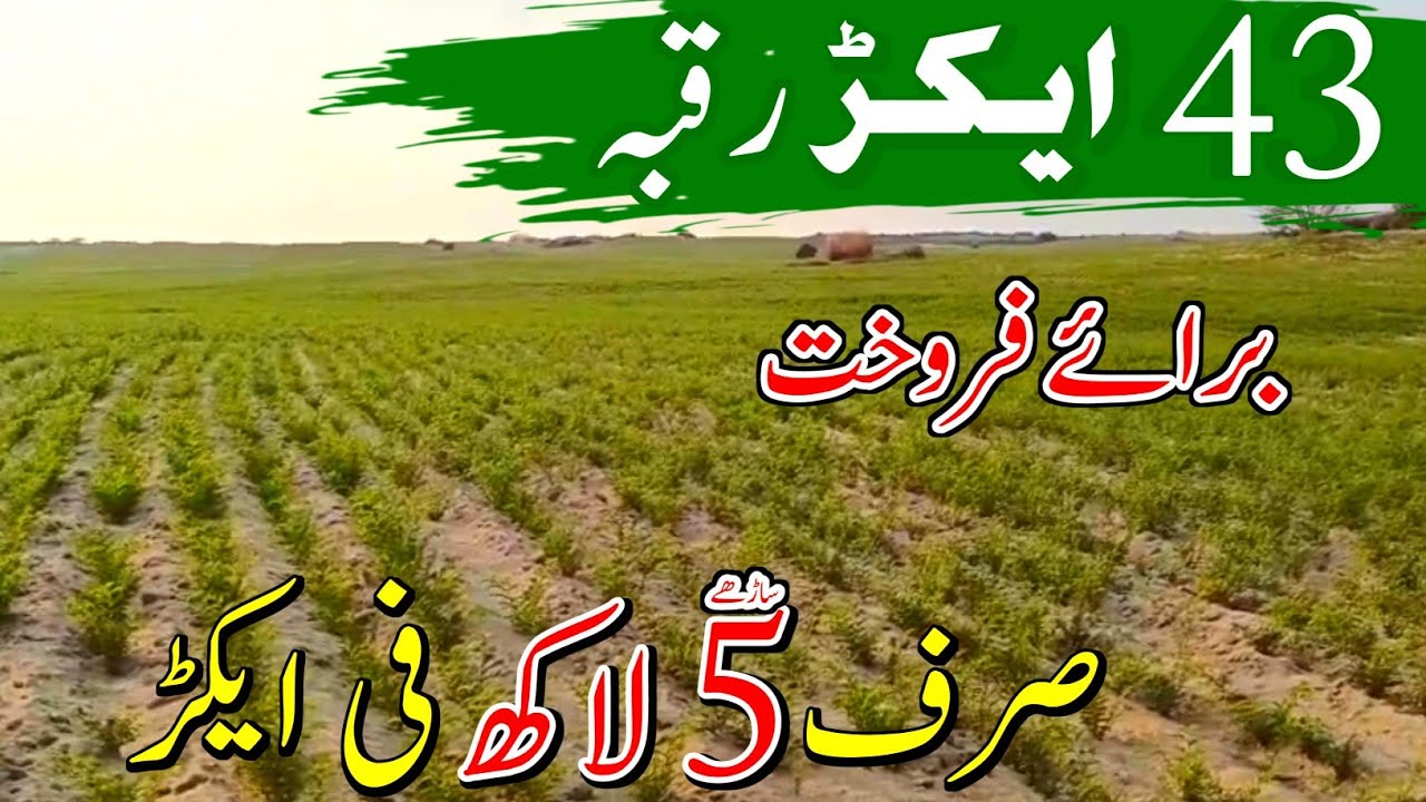 43 Acres Agriculture Land for Sale in Punjab Pakistan | Affordable Farming Land | Episode 195