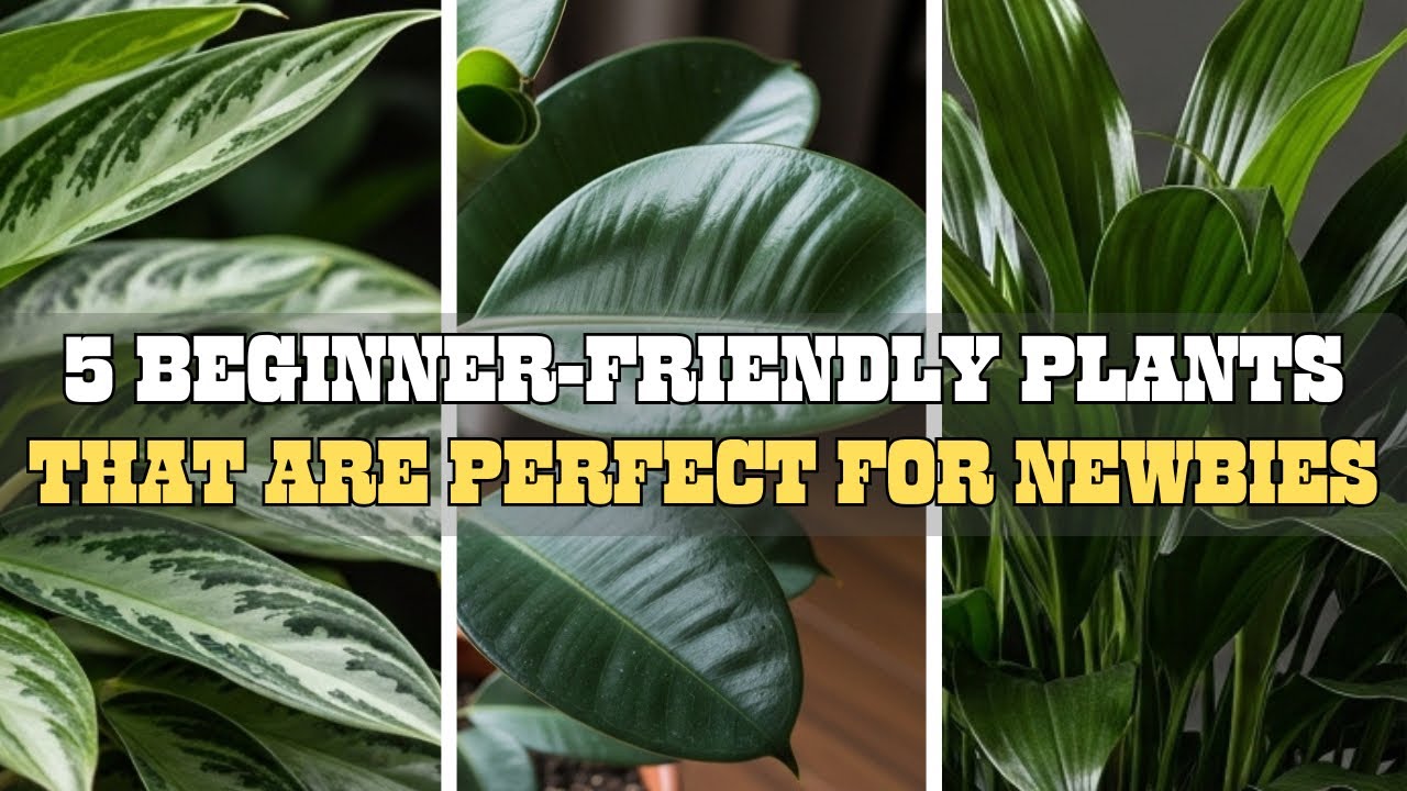 5 Beginner Plants You can&rsquo;t Kill&hellip;Even By Mistake