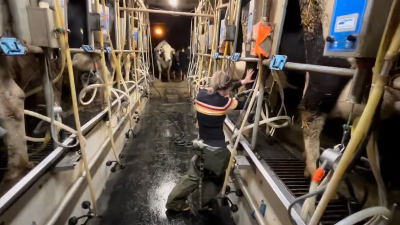 Milking cows with my Girlfriend!