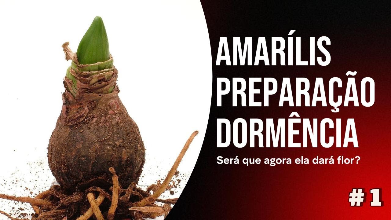 Amarílis Preparação para Dormência. Será que agora ela vai florescer ?